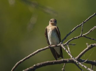 Fototapeta premium Northern Rough-winged Swallow