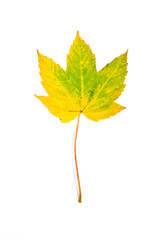Autumn maple leaf isolated on white background
