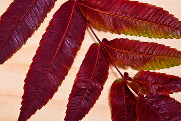 Close up view of autumn red leaf on wooden background