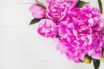 Fresh pink peony flowers on a white background. Space for text.
