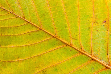 Autumn walnut tree leaf isolated on white background