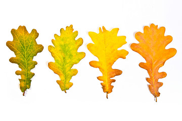 Assort of different autumn leaves isolated on white background.