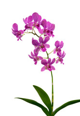 Purple (Violet) orchid on white