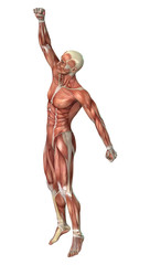 Fototapeta na wymiar Muscle Maps