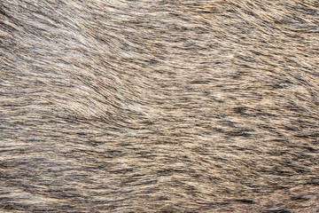 Boar fur texture.