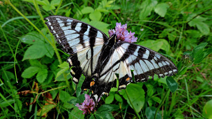 butterfly on the grass