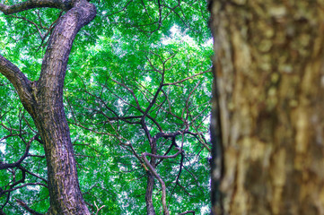 Fototapeta premium Tree bark close up of saman tree