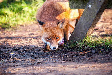 Fototapeta premium Fox under bench