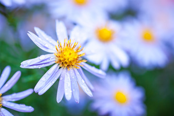 Obraz premium Beautiful aster flowers with dew drops on the petals