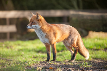 Naklejka premium Fox in the open park
