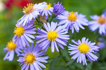 Obraz premium Beautiful aster flowers with dew drops on the petals