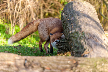 Fox rubbing scent on tree