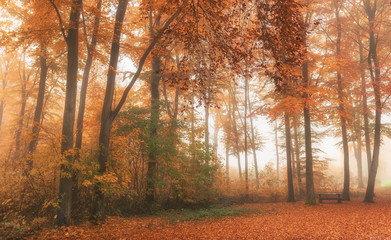 Obraz premium autumn