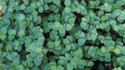 Bush of green small leaf plant