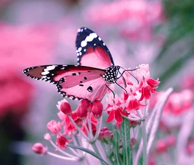 Foto auf Acrylglas Schmetterling Schmetterling auf Orangenblüte