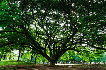 Obraz premium view under big tree with rim light in Public Park,Vachirabenjata