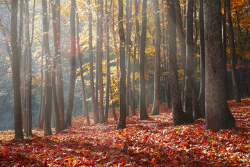 Rays at the edge of the forest