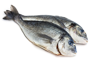 Bream fish isolated on white background