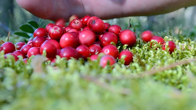 cluster-berry (red whortleberry or lingonberry) closeup on the moss in the forest, summer season