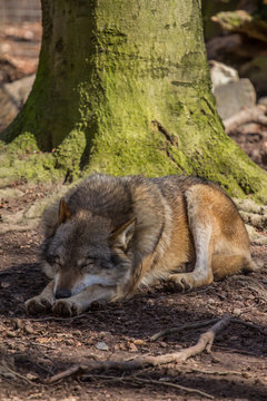 Ruhender Wolf