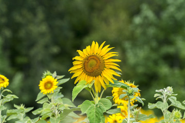 Sunflower patch