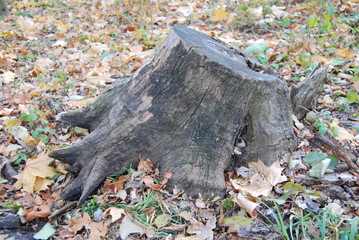 пень осенью