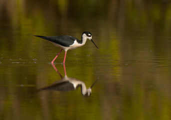Black-necked Stilt and Reflection in a South Florida Pond