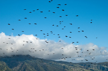 Flock of black birds called rook flying over Cumbre mountains on the island La Palma, Canary Islands, Spain