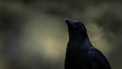 Large-billed crow