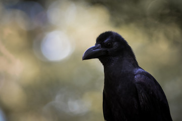 Large-billed crow