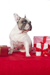 Franz&ouml;sische Bulldogge mit Weihnachtsgeschenken