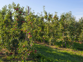 Orchard with apple trees in a field in summer