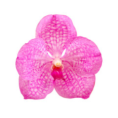 Pink vanda orchid isolated on white background with working path