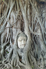 Buddha head in tree root at ayutthaya