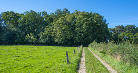 Trees in a sunny meadow in summer
