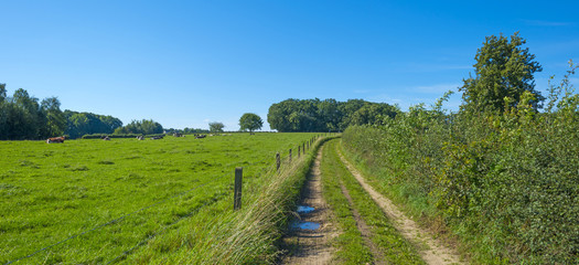 Herd of cows in a meadow in summer