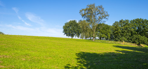 Trees in a sunny meadow in summer
