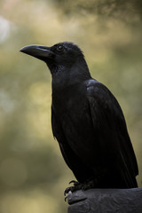 Large-billed crow