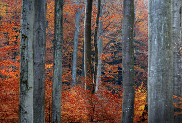 Jesień w Bukowym Lesie - obrazy, fototapety, plakaty