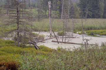 Green swamp