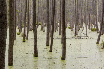 Green wet swamp