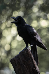 Large-billed crow