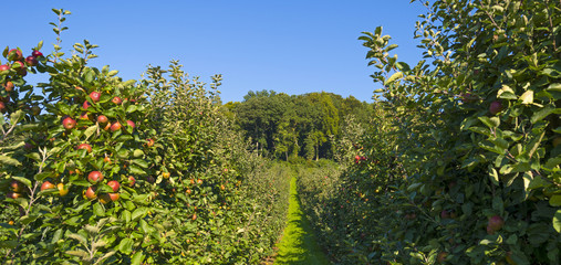 Fototapeta na wymiar Orchard with apple trees in a field in summer 