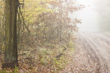 Autumn foggy day - Poland.