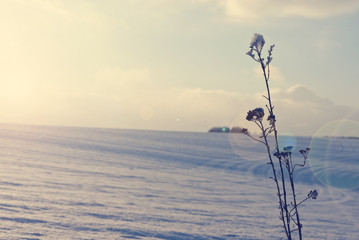 Christmas background plants in hoarfrost on a snowy field in winter