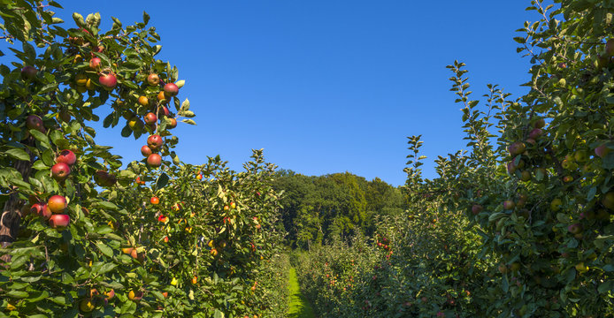 Orchard with apple trees in a field in summer
