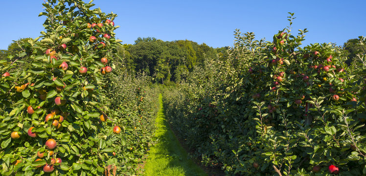 Orchard with apple trees in a field in summer
