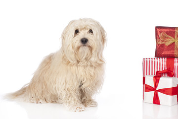 Havaneser mit Weihnachtsgeschenken