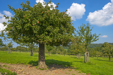 Orchard with apple trees in a field in summer   © Naj