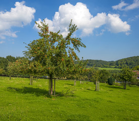 Fototapeta na wymiar Orchard with apple trees in a field in summer 